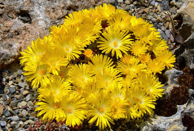 High angle view of yellow flowering plants on rock