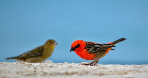 Side view of cardinal and sparrow against clear sky