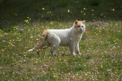 Portrait of dog standing on field