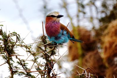 Close-up of bird perching on branch