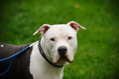 Close-up portrait of dog