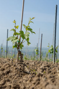 Plants growing on field