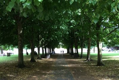 Trees on landscape