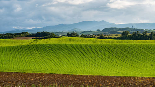 Scenic view of agricultural field against sky