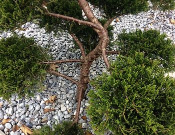 Ivy growing on tree trunk