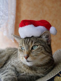 Close-up of cat wearing santa hat indoors