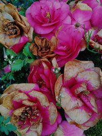 Close-up of pink flowers