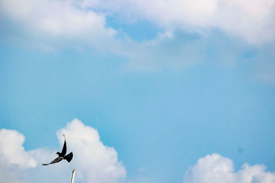 Low angle view of a bird flying