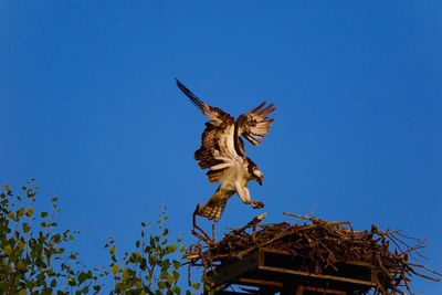 Low angle view of eagle flying against clear blue sky