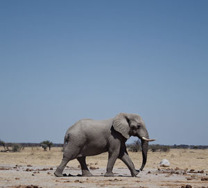Close-up of elephant walking on field against clear sky