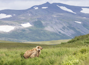 Brown bear in lush greenery with amazing mountain range in the background.