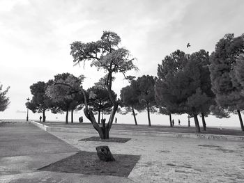 Trees against sky