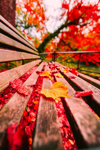 Low angle view of maple leaves on tree