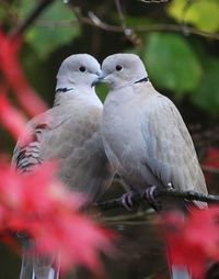 Close-up of birds perching on tree