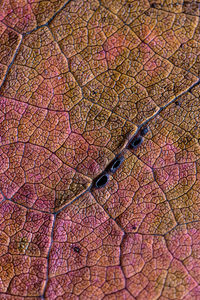 Close-up of insect on leaf