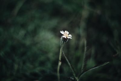 Close-up of flower on plant