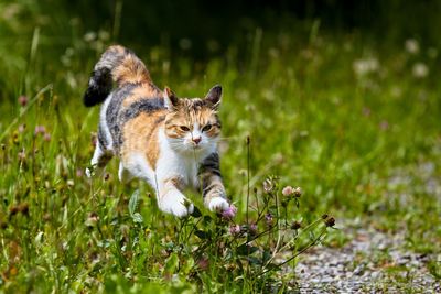 View of cat on grassy field