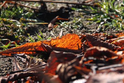 Close-up of autumn leaves on field