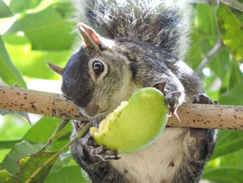 Close-up of squirrel eating fruit