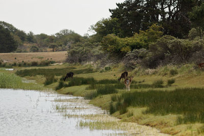 Scenic view of field against trees