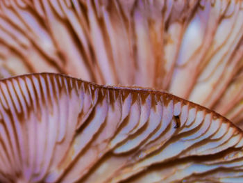 Close-up of butterfly on sea