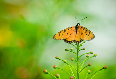 Close-up of butterfly on leaf