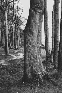 Tree trunk on field against sky