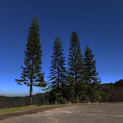 Trees on field against clear blue sky