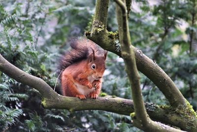 Monkey on tree branch