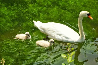 Birds in the lake