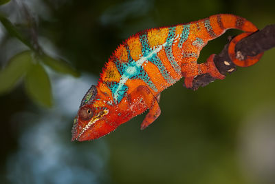 Close-up of orange panther chameleon