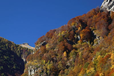 Low angle view of trees against clear blue sky