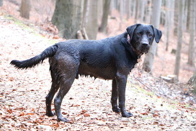 Side view portrait of black dog standing in forest