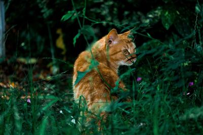 Cat from behind looking back