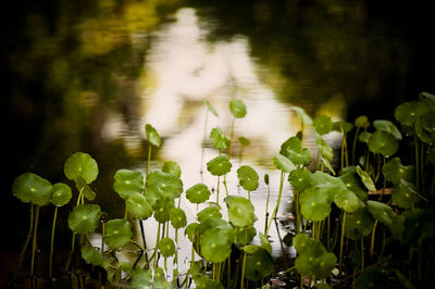 Full frame shot of plants