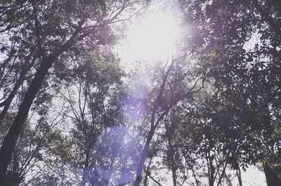 Low angle view of trees in forest