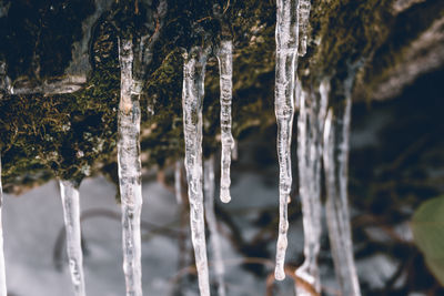 Close-up of icicles on tree trunk during winter