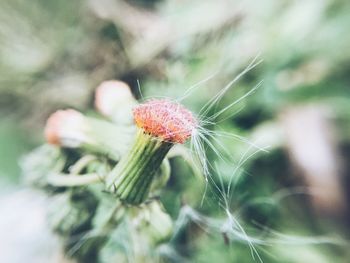 Close-up of flower against blurred background