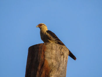 Low angle view of bird perching on wooden post against clear sky