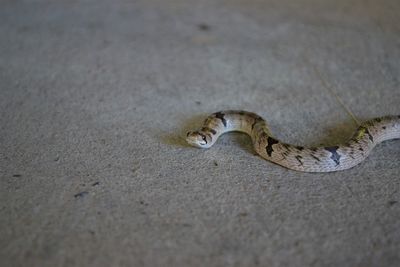 Close-up of lizard on land