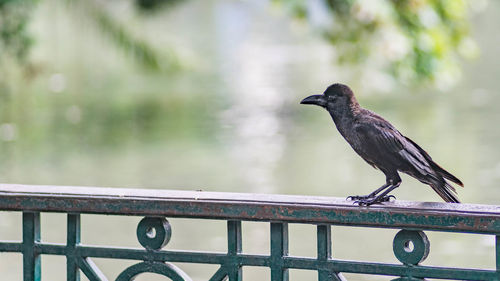 Bird perching on railing