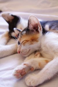 Close-up of cat sleeping on bed