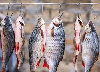 Close-up of fishes hanging on clothesline
