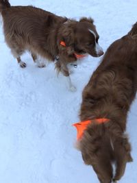 High angle view of two dogs on snow