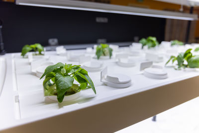 Close-up of food in plate on table