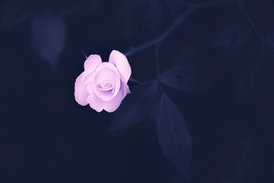 Close-up of pink rose against black background