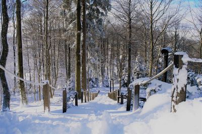 Snow covered trees in forest
