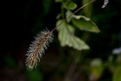 Close-up of plant against blurred background