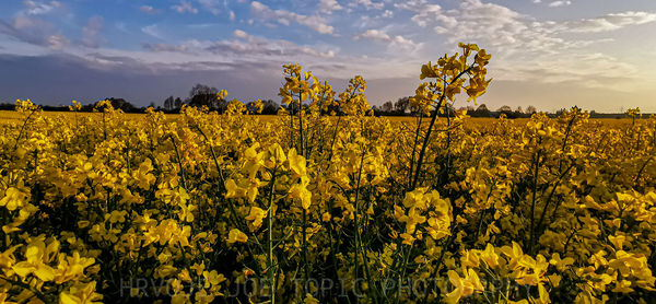 Scenic view of oilseed rape field against sky