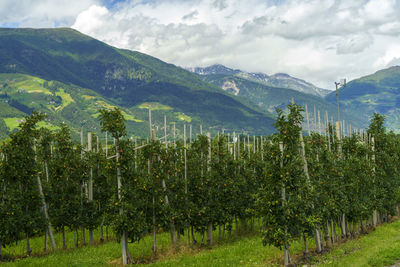 Scenic view of vineyard against sky